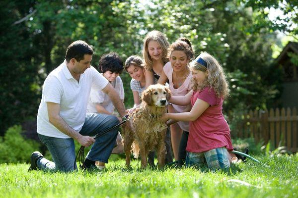 Dogs are vital parts of many people's families. It's why we spend a lot of time "teaching" owners as we do training the family dog.