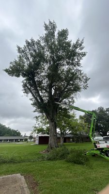 Tree maintenance