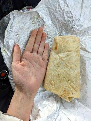 Burrito, hand for scale