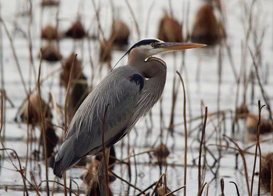 Great Blue Heron