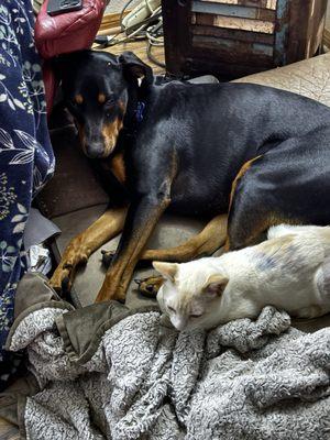 Doberman Rescue