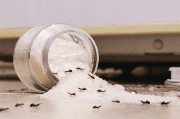 Life After Bugs Pest Control