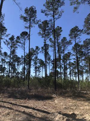 East Texas Land 10+/- Acres Elkhart Texas Tract D