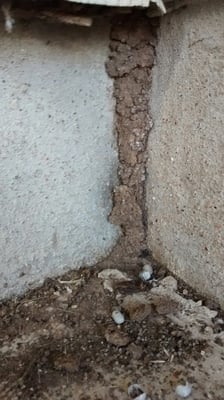 Active termite tube at front patio.