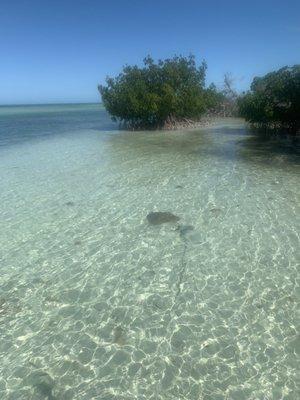 Manatee