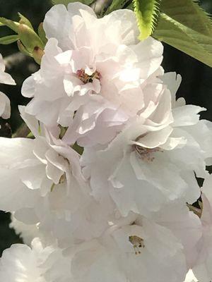 Japanese Cherry Blossom