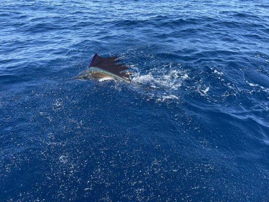 Sailfish