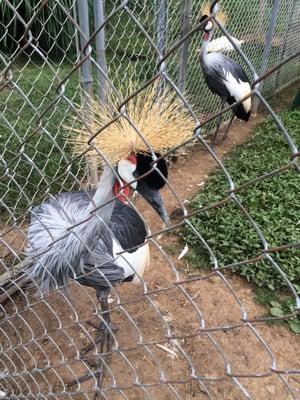 East African Crane