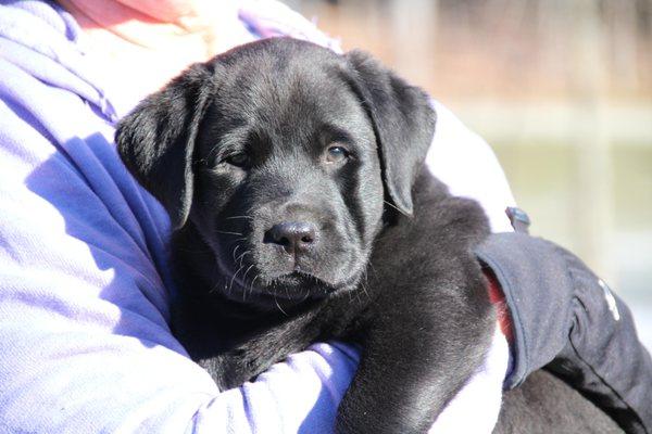 Woodmont Labrador Retrievers