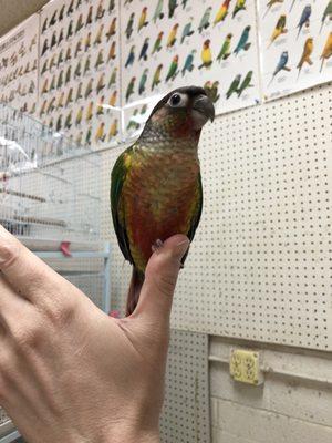 Green Cheek Conure