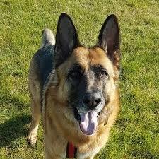 Rocky & Molly loved Mike too & were happy he didn't care about a little dog hair in the car.