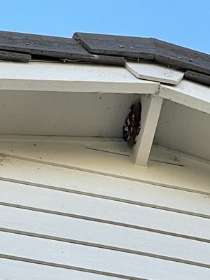 HUGE wasp nest!