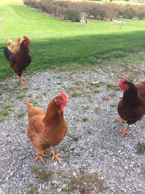 Don't let the chickens into the barn! They followed us up the road which was really cute