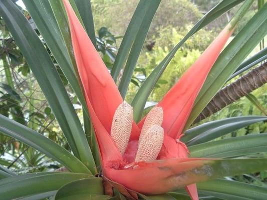 Ieie flower on Kuilau Ridge tour.