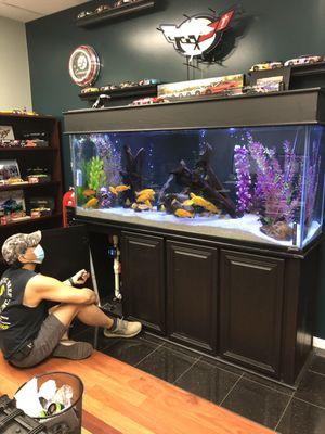 150 Gallon Freshwater cichlid tank