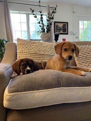 Sweet Pea and Carrot were our foster puppies.  They are now both adopted into loving homes.