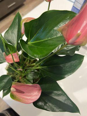 Anthurium