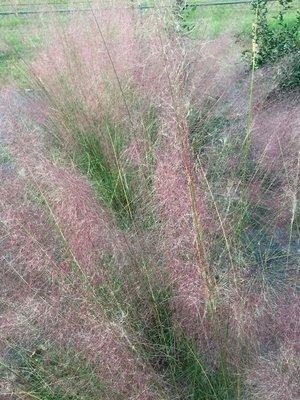 Pink Muhly Grass