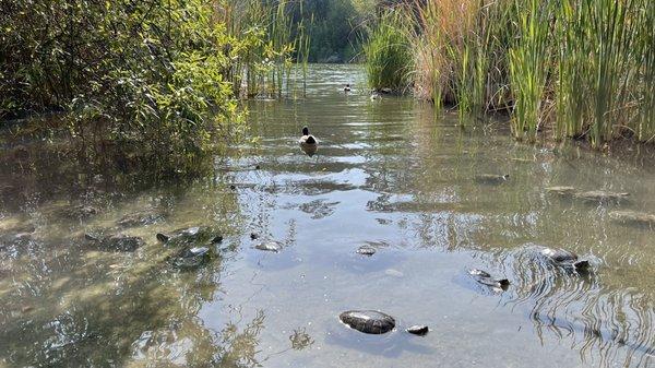 Great to see the ducks and turtles up so close. They didn't seem to be bothered by people interacting with them.