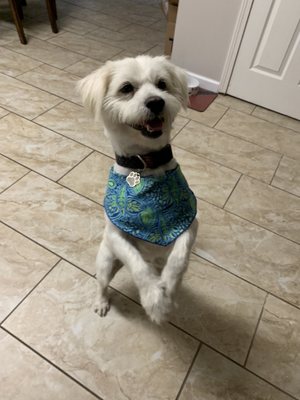 Happy boy puppy who just had his first hair cut.