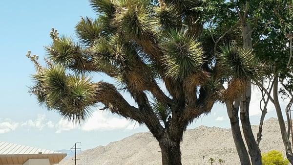 Joshua Trees also at gas station!