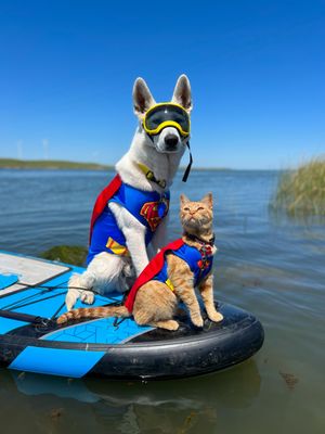 SuperPets on a field trip