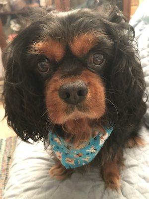 All clean!! Super happy pup! Even got a cute little bandana.