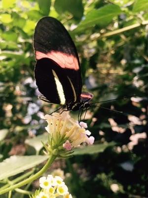 Friendly reminder that WE DO NOT EXTERMINATE BUTTERFLIES OR HONEY BEES! Just got a closeup of this beautiful creature! :)