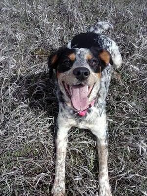 Maggie taking a break from a riveting game of fetch!