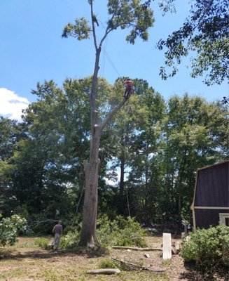 Tree Removal in Covington, GA