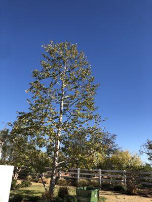 Sycamore pruned and shaped before the holidays