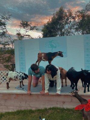 Goats, goat yoga, couple, farm