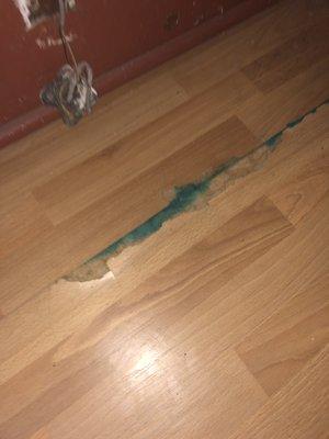 Mold growing out of the floors