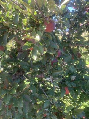 Lots of apples for picking.