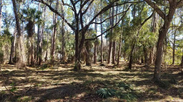 Forestry Mulching