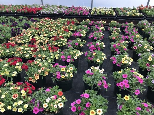 Combo calibrachoa pots