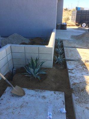 Agave planting and irrigation install