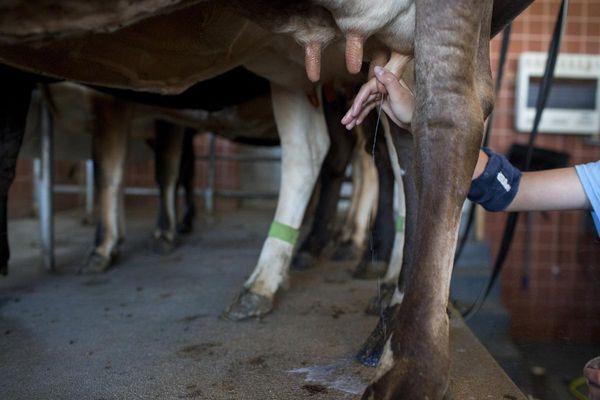 Branched Oak Creamery