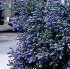 Ceonothus thyrsiflorus