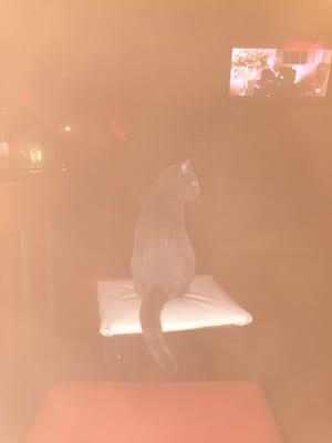 Cat at the bar.