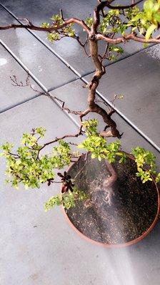 Azalea bonsai