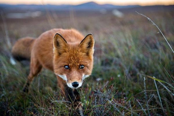 Mass Bay Wildlife Management