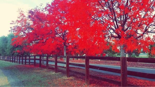 Lots of beautiful trees this time of year!