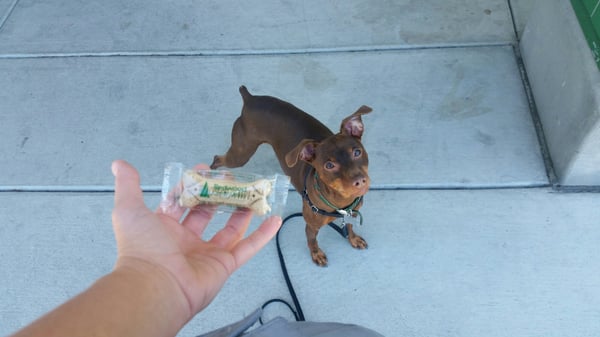 Hudson loves getting dog cookies at the bank