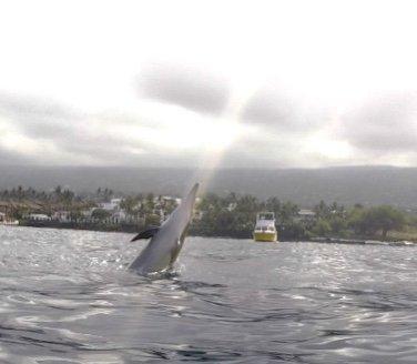 Nai'a (spinner dolphin) playing in Kailua bay