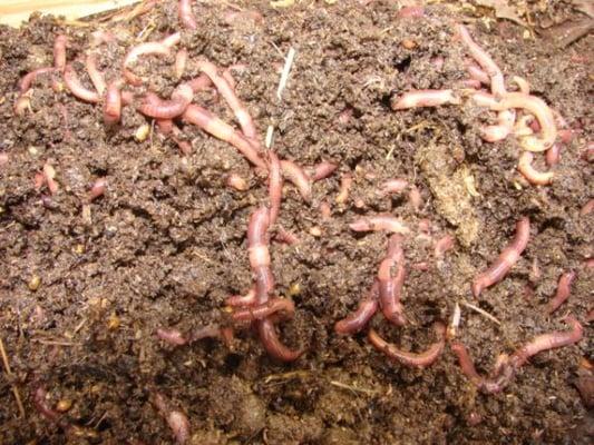 Lots of Earthworms