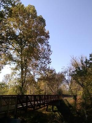 Sychamore tree along Eno River walk in Hillsborough.