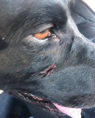 Dog bite injury sustained at the WH Wagging Tails Location