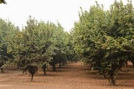 A view of our orchard