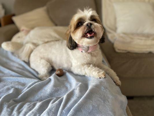 Happy after her grooming.